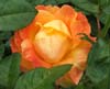 Benson and Hedges Rose